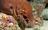 banded coral shrimp