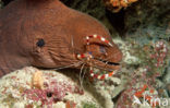 banded coral shrimp