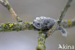 Great Grey Shrike (Lanius excubitor)