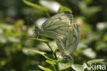 Klein geaderd witje (Pieris napi)