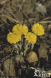 Klein hoefblad (Tussilago farfara)