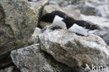 Little Auk (Alle alle)