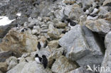 Little Auk (Alle alle)