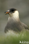 Parasitic Jaeger (Stercorarius parasiticus)