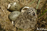 Kleine Mantelmeeuw (Larus fuscus)