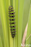 Kleine nachtpauwoog (Saturnia pavonia)