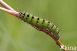 Kleine nachtpauwoog (Saturnia pavonia)