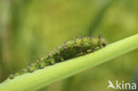 Kleine nachtpauwoog (Saturnia pavonia)