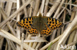 Queen of Spain Fritillary (Issoria lathonia)