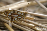 Kleine parelmoervlinder (Issoria lathonia) 