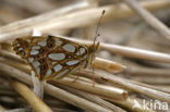 Queen of Spain Fritillary (Issoria lathonia)