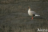 Kleine Rietgans (Anser brachyrhynchus)