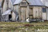 Kleinste Jager (Stercorarius longicaudus)