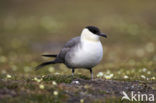 Kleinste Jager (Stercorarius longicaudus)