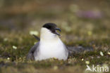 Kleinste Jager (Stercorarius longicaudus)