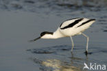 Pied Avocet (Recurvirostra avosetta)