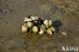 Cockle (Cerastoderma marina)