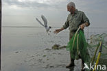 Black-headed Gull (Larus ridibundus)