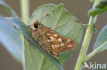 Kommavlinder (Hesperia comma) 