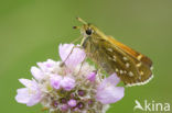 Silver-spotted Skipper (Hesperia comma)