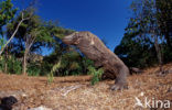 Komodovaraan (Varanus komodoensis) 