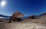 Komodovaraan (Varanus komodoensis) 