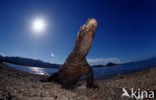 Komodovaraan (Varanus komodoensis) 