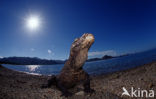 Komodovaraan (Varanus komodoensis) 