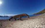 Komodovaraan (Varanus komodoensis) 