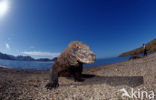 Komodovaraan (Varanus komodoensis) 