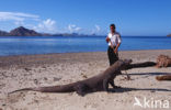 Komodovaraan (Varanus komodoensis) 