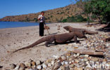 Komodovaraan (Varanus komodoensis) 