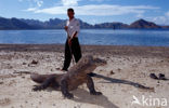 Komodovaraan (Varanus komodoensis) 