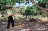 Komodovaraan (Varanus komodoensis) 