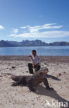 Komodovaraan (Varanus komodoensis) 