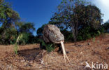 Komodovaraan (Varanus komodoensis) 