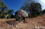 Komodovaraan (Varanus komodoensis) 