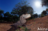 Komodo Island Monitor