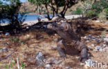 Komodovaraan (Varanus komodoensis) 