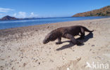 Komodo Island Monitor