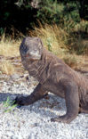 Komodo Island Monitor