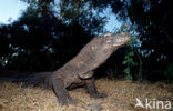 Komodo Island Monitor