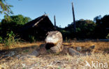 Komodovaraan (Varanus komodoensis) 