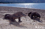 Komodovaraan (Varanus komodoensis) 