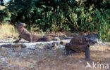 Komodo Island Monitor