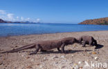 Komodovaraan (Varanus komodoensis) 