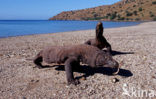 Komodo Island Monitor