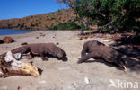 Komodovaraan (Varanus komodoensis) 