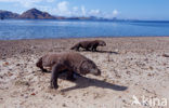 Komodovaraan (Varanus komodoensis) 