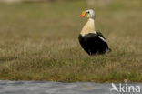 King Eider (Somateria spectabilis)